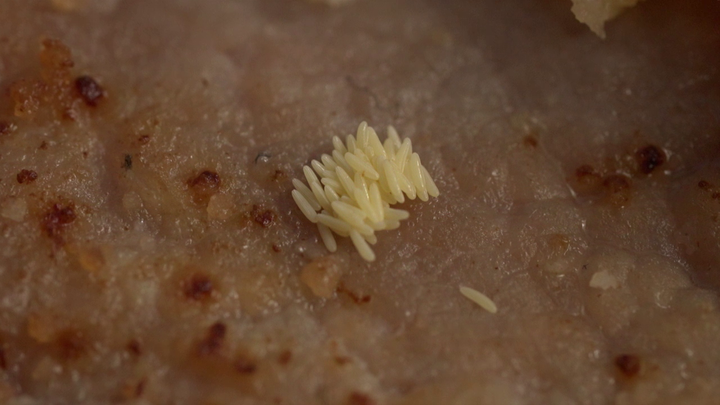 Bez servítky - teľací rezeň larvy